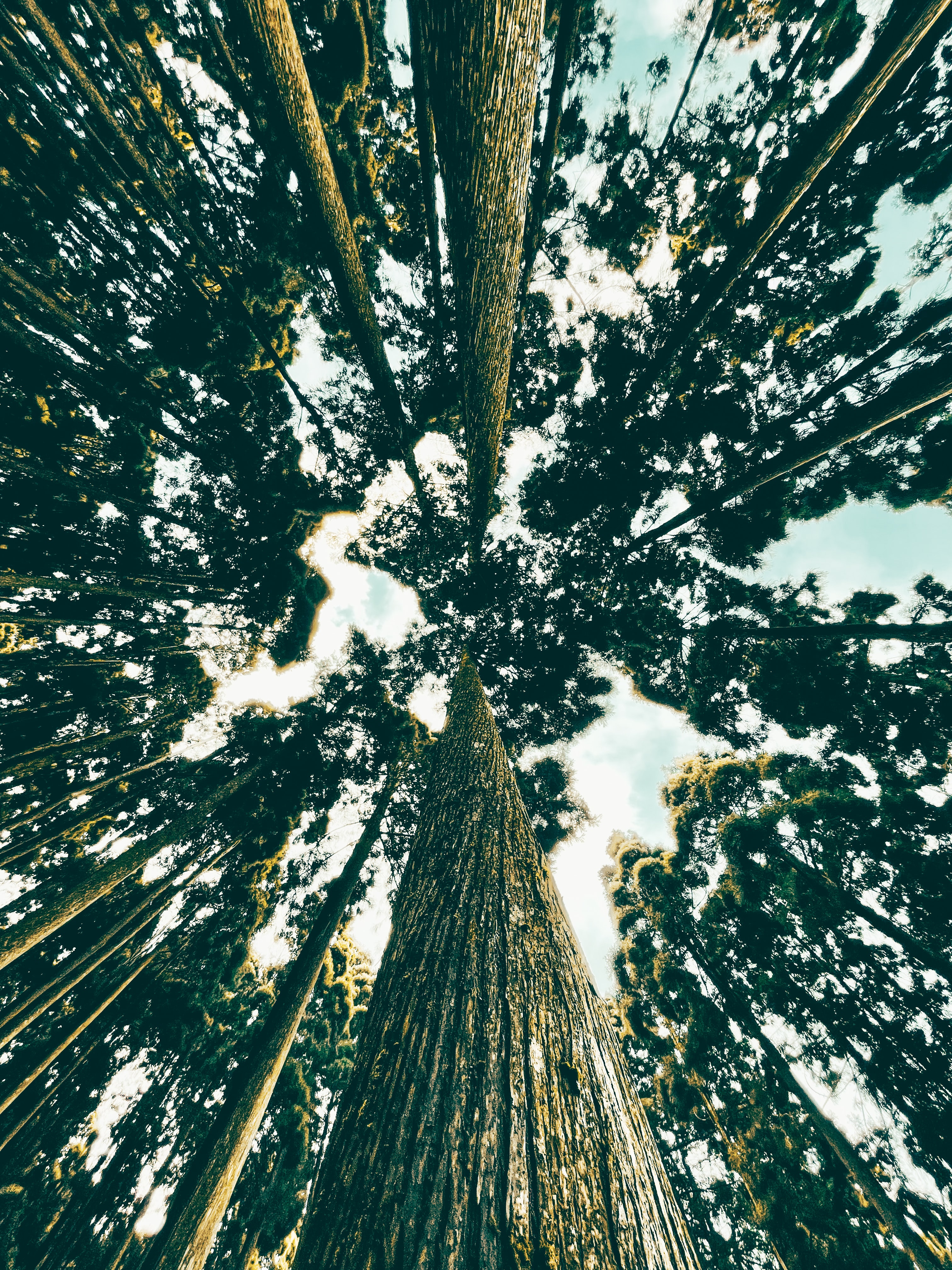 Lamahatta Pine Forest